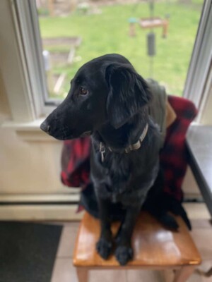 bluebell the fcr by bluebell