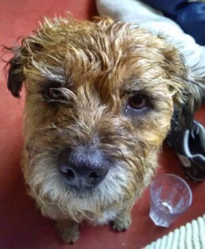 border terrier boop by lynda m