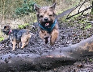 bruff the border terrier by doris ann w