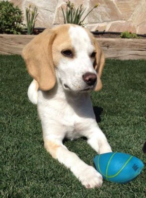 bubu the beagle with a ball by antonio f