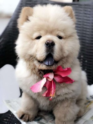 caesar the chow chow by knchn a (1)