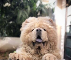 caesar the chow chow by knchn a (1)