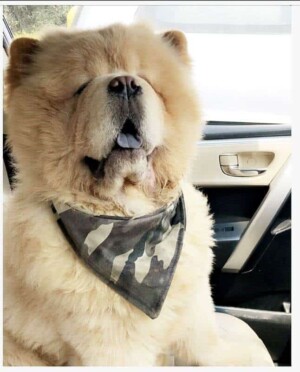 caesar the chow chow by knchn a (2)