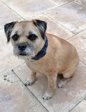 clifford the border terrier by andrea w