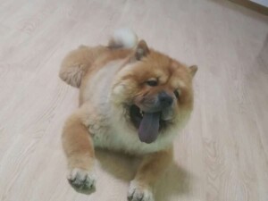 copper the chow chow by randy w