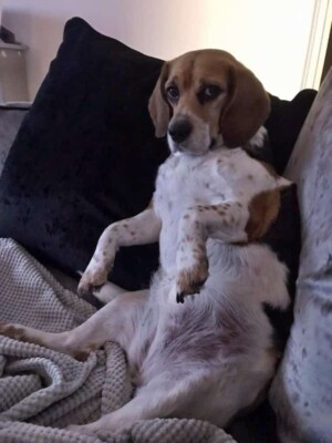 eva the beagle by eva diva beagle