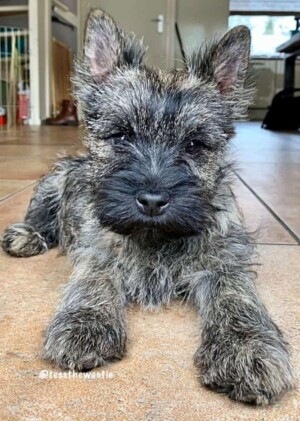 flip the cairn terrier puppy by agaath j (1)