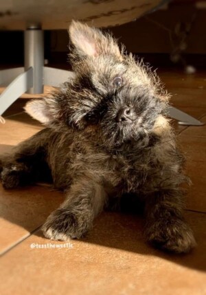 flip the cairn terrier puppy by agaath j (1)