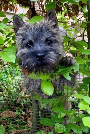flip the cairn terrier puppy by agaath j (2)