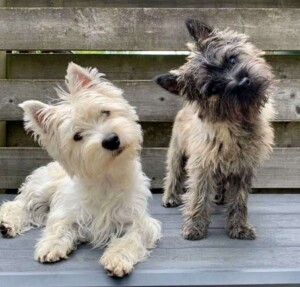 flip the cairn terrier puppy by agaath j (3)