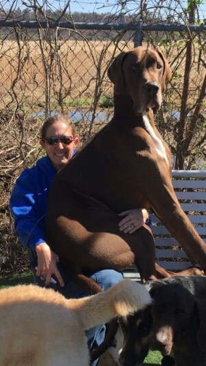 great dane lap dog by kim mw