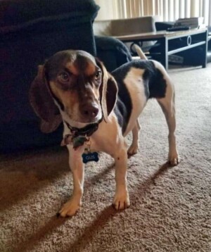 gus the beagle pup is lookin good by dogwalker14