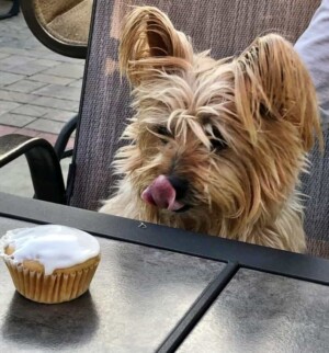 harley is a 12 year old cairn terrier by hollie ke