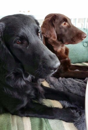 iris and irma my fcrs by helena b