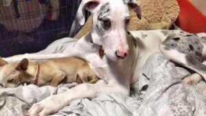 iris the 4 month old great dane and chica the 14 year old chihuahua by kiara