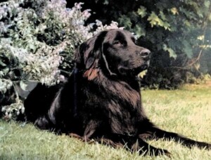 jack the fcr by claudia s