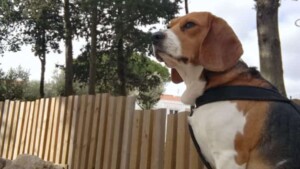 kodi the beagle by joão j