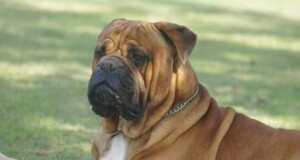 kruger the bull mastiff by liuba t