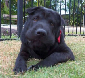 kuma the sharpei by kuma (1)