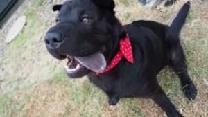 kuma the sharpei by kuma (3)