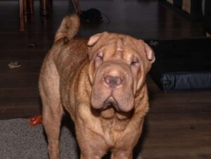 kyona the sharpei by dennis b