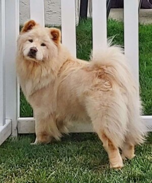 layla the 4 year old chow chow by lisa s