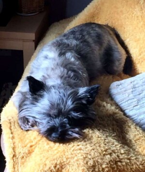 lily loves to chillax by colin f