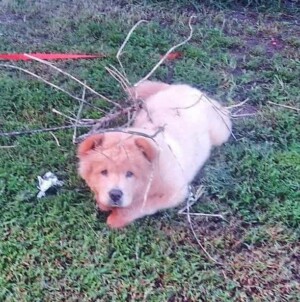 loki lolo the chow chow by cincin n (1)