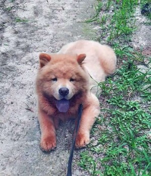 loki lolo the chow chow by cincin n (2)