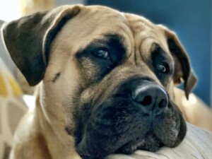 lulu belle the bull mastiff by caroline vdb