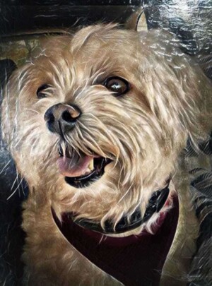 lyalya the maltese by ilya z (1)