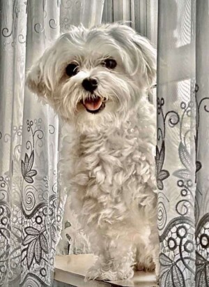 lyalya the maltese by ilya z (2)