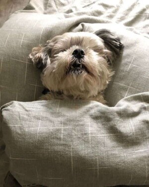 malshi the maltese shih tzu by boyboy the malshi