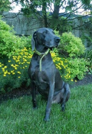 maximilian the weimaraner by zue zt