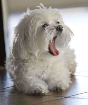 mia the maltese by mia rr (1)