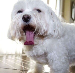 mia the maltese by mia rr (2)