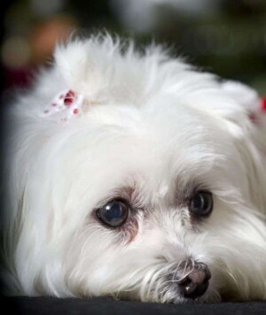 mia the maltese by mia rr (3)