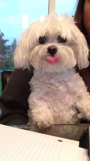mia the maltese by mia rr (4)
