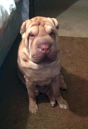miss jessi the sharpei by stacy l (1)
