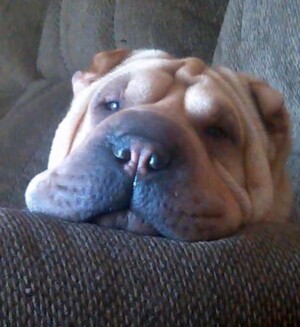 miss jessi the sharpei by stacy l (2)