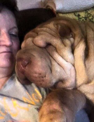 miss jessi the sharpei by stacy l (3)