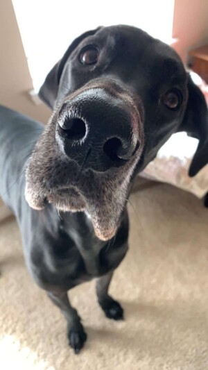 miss scarlett the great dane by tami b (1)