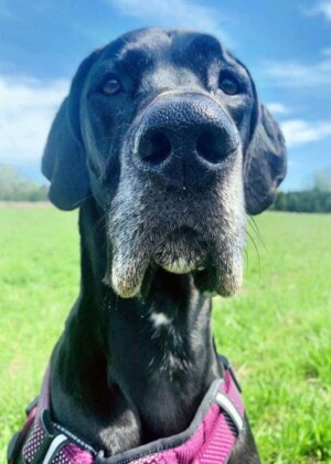 miss scarlett the great dane by tami b (1)