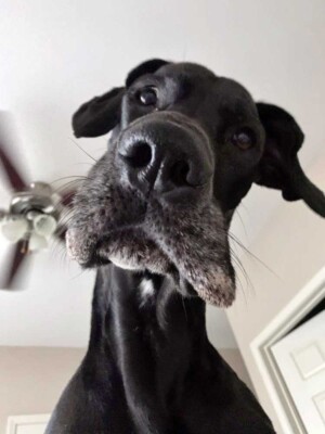 miss scarlett the great dane by tami b (2)