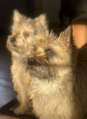mom and daughter cairn terriers by kristin b