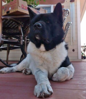moose the akita by charles k