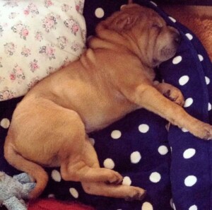 moose the sharpei by moose (1)