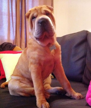 moose the sharpei by moose (3)