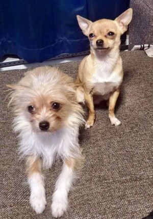 my 2 chihuahuas by lianne fb