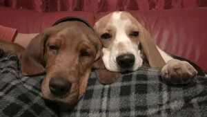 my beagles are always sleepy and hungry patrycja